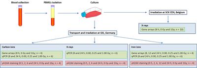 High-LET Carbon and Iron Ions Elicit a Prolonged and Amplified p53 Signaling and Inflammatory Response Compared to low-LET X-Rays in Human Peripheral Blood Mononuclear Cells